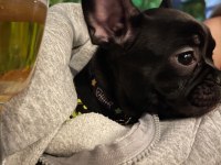 EL Salvador Kennel - KARA FRENCH BULLDOG AİLESİNİ ARIYOR