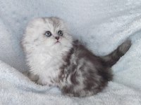 Harika bir minik Prenses scottish fold