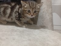 Scottish fold kedisi