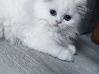 Beyaz Kar Topu Chinchilla Kedim