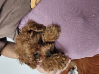 Teacup boy poodle
