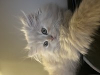 2.5 aylık chinchilla yavrularımız