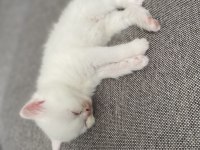 Chinchilla 1,5 Aylık Yavrular