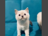 SAFKAN AYI SURAT BLUE POİNT BEBEK KEDİLER