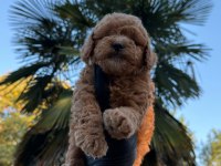 KORE MALTİPOO 