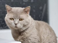 Oğlişimime yuva arıyorum british longhair