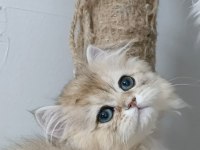 Ny 12 yavru british longhair kedilerimiz