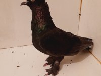 ARAP TAKKALI GÜVERCİN ERKEK 81 İLE GÖNDERİM SAĞLARIZ