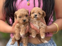 ÇOK SAĞLIKLI MALITPOO BEBEKLER 