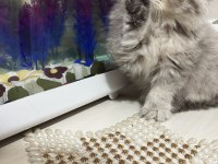 2 Aylık Silver İran Chinchilla Prenses Ve Prens