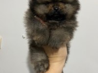 POMERANİAN BOO ERKEK SAFKAN YAVRULAR