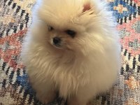 Orjinal Pomeranian boo erkek