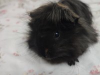 İki tatlı guinea pig