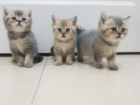 Golden british shorthair yavrular yuva arıyor