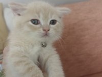 British longhair çok tatlı yavrular