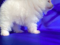 Dişi Pomeranian Boo