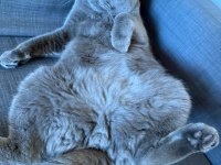 3 yaşında çok sevecen erkek ve kısır British Shorthair