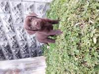 Show Kalite Labrador Retriever Yavrularımız