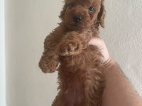 Toy Poodle Bebeklerim Yeni Yuvalarına Gitmeye Hazır