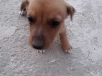 Jack Russell × Pekinez yavruları