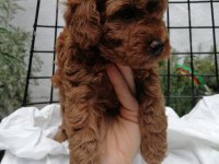 Orjinal toy poodle