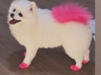 9 aylık pomeranian TEACUP dişi