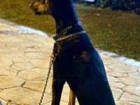 7.5 aylık doberman kızımız