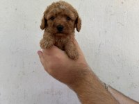Mükemmel sağlıklı toy poodle yavruları dişi erkek