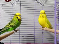 Jumbo muhabbet kuşu çift
