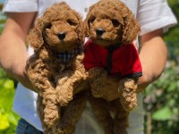 ÇİFTLİĞİMİZDEN TOY POODLE BEBEKLERİ