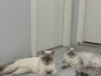 DÜNYALAR TATLISI 3 ADET YAVRU BRİTİSH TESLİME HAZIR