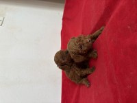 TEACUP TOY POODLE BEBEKLERİM