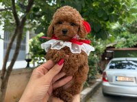Veteriner teknikerden kore kanı taşıyan poodle kurabiyeler