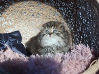 Muhteşem Scottish Fold Golden Tabby