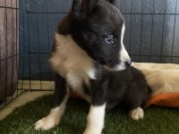 Ruhsatlı Çiftliğimizden border collie yavrumuz