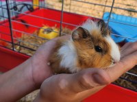 Çocuklara alışkın ginepig sahiplen