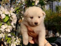 Bir birinden güzel samoyed yavruları