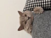 British longhair 8 aylık