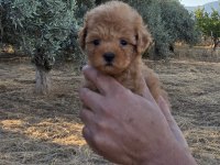 TOY POODLE YAVRULARIMIZ
