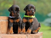 Doberman bebekler