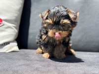 Anti allerjik tea cup yorkshire terrier yavrumuz
