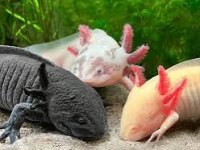 4-5cm axolotl bu fiyata kaçmaz