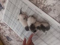 SOKAK KEDİSİ