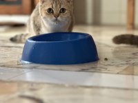Show kalite british shorthair yavrular