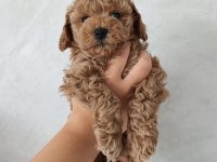 Üreticiden Maltipoo Yavruları
