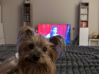 Yorkshire Terrier Oğluma Eş Arıyorum