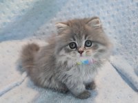 Çok tatlı minik prenses british longhair