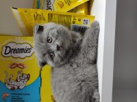 Kaliteli british shorthair yavrular dişi ve erkek mevcut