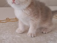 Golden british shorthair bebekler