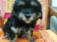 Orta boy Sağlıklı Cana yakın Duygusal yorkie yavruları